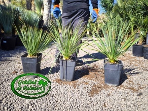 Yucca Rostrata 50-60 inaltime totala