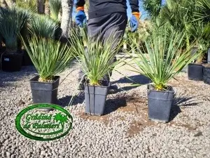 Yucca Rostrata 50-60 inaltime totala