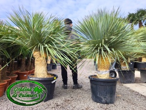 Yucca Rostrata Dublu
