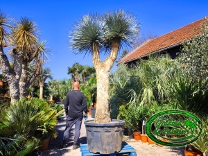 Yucca Rostrata EXTRA Dublu var. 1