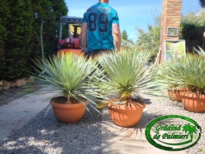 Yucca Rostrata Tarrina 80-90cm inaltime totala
