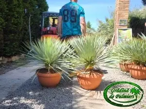 Yucca Rostrata Tarrina 80-90cm inaltime totala