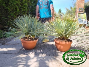Yucca Rostrata Tarrina DUBLU 80-90cm inaltime totala