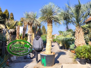 Yucca Rostrata trunchi 190cm Blue Swan