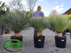 Yucca Rostrata trunchi 25-30cm