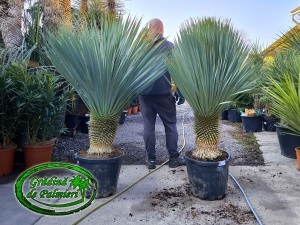 Yucca Rostrata trunchi 40-45cm