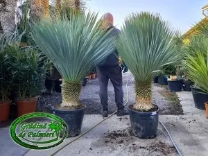 Yucca Rostrata trunchi 40-45cm