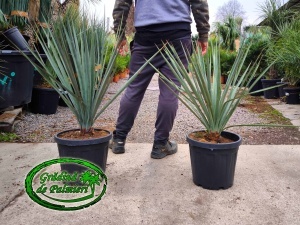 Yucca Schotti 11L