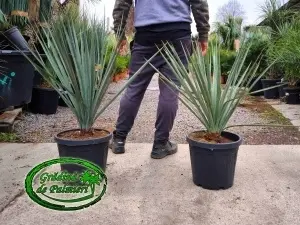 Yucca Schotti 11L