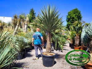 Yucca Treculeana EXTRA