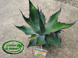Agave Ferox 35cm ⌀