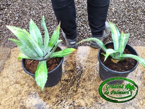 Agave Inversa 20cm Ø