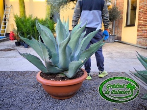 Agave ovatifolia x gentryi 'Jaws' EXTRA 110cm Ø