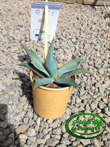 Agave Parryi Parryi 15cm Ø
