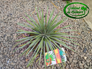 Agave Striata 35cm Ø