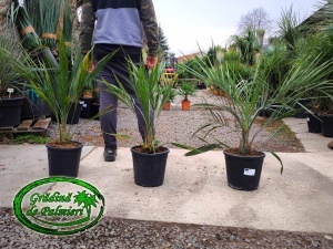 Butia Odorata Silver Inaltime totala 70-80cm