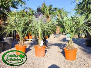 Butia Odorata Silver trunchi 10-20cm