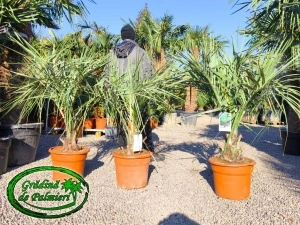 Butia Odorata Silver trunchi 10-20cm