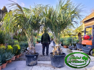 Butia Odorata Silver trunchi 50cm