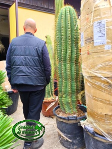 Cactus Trichocereus Pasacana 190cm inaltime totala