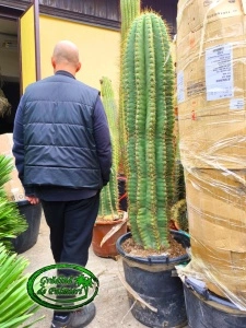 Cactus Trichocereus Pasacana 190cm inaltime totala