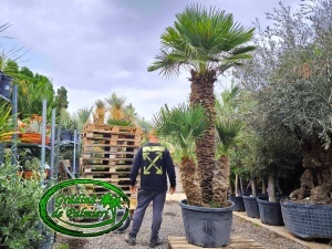 Chamaerops Humilis Extra trunchi