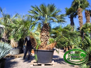 Chamaerops Humilis var. 2