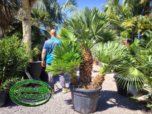 Chamaerops Humilis Vulcano EXTRA