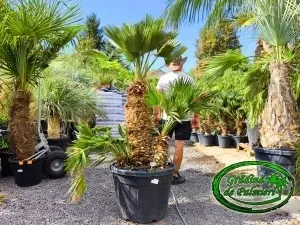 Chamaerops Humilis Vulcano EXTRA