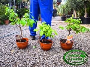 Diospyros kaki - Curmal japonez (Persimmon) 40-50cm inaltime totala