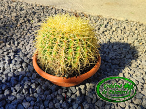 Echinocactus Grusonii 20cmø cactus