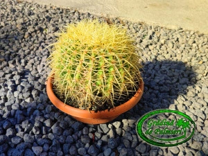 Echinocactus Grusonii 20cmø cactus