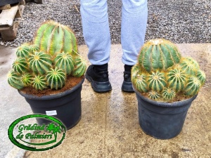 Eriocactus Magnificus