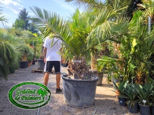 Jubaea Chilensis - Palmier Jubea trunchi 60-70cm