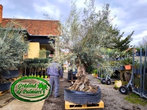 Măslin - Olea Europaea var. 8