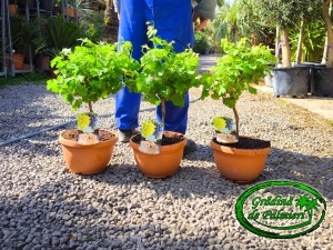 Struguri Vitis Vinifera /fructe/ 50-60cm inaltime totala