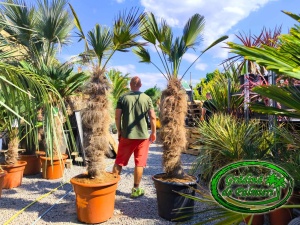 Trachycarpus Wagnerianus trunchi 120-130cm