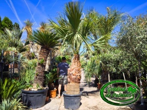 Washingtonia Filifera trunchi 120-130cm