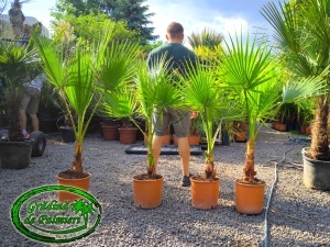 Washingtonia Robusta 120-140cm înălțimea totală