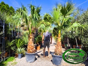 Washingtonia Robusta trunchi 80-90cm