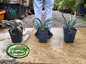 Yucca Baccata 7L