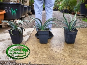 Yucca Baccata 7L