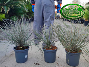 Yucca Elata 3.5L