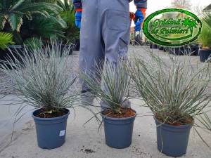 Yucca Elata 3.5L