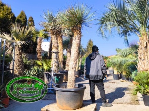 Yucca Elata trunchi 180cm DUBLU