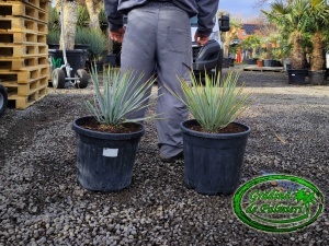 Yucca Rigida 25L