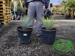 Yucca Rigida 25L