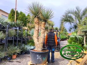 Yucca Rigida Dublu var. 1
