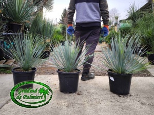 Yucca Rostrata 70-80cm înălțime totală