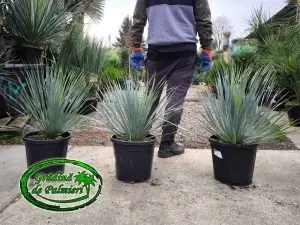 Yucca Rostrata 70-80cm înălțime totală